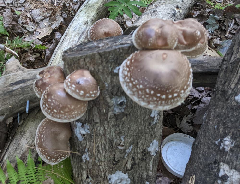 Organic Shiitake Mushroom Plug Spawn - Customer Photo From Leeroy