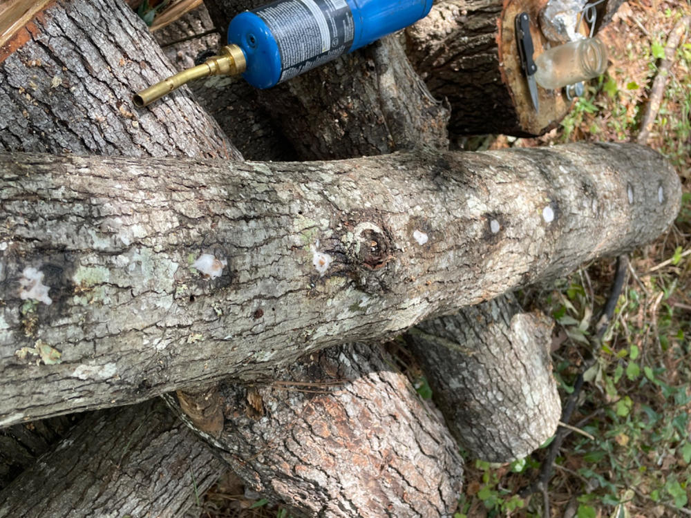 Organic Shiitake Mushroom Plug Spawn - Customer Photo From Stuart Arceneaux