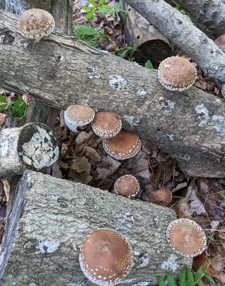 Organic Shiitake Mushroom Plug Spawn - Customer Photo From Leeroy