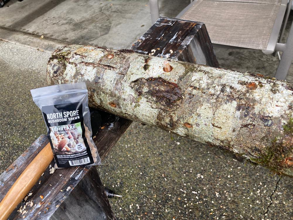 Organic Shiitake Mushroom Plug Spawn - Customer Photo From Michael Johnson