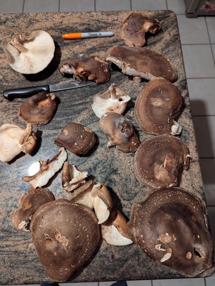 Organic Shiitake Mushroom Plug Spawn - Customer Photo From Bethany