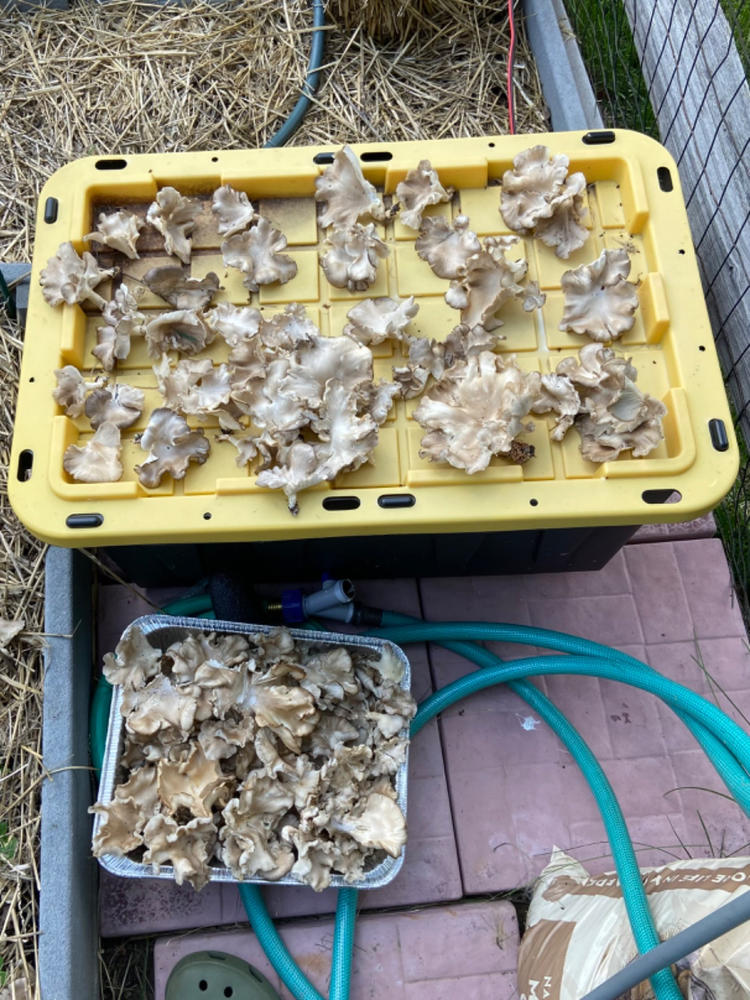Organic Italian Oyster Mushroom Grain Spawn - Customer Photo From JUSTIN LEINS