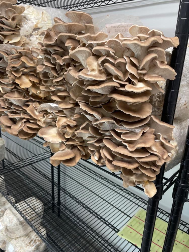 Organic Italian Oyster Mushroom Grain Spawn - Customer Photo From byron gabel