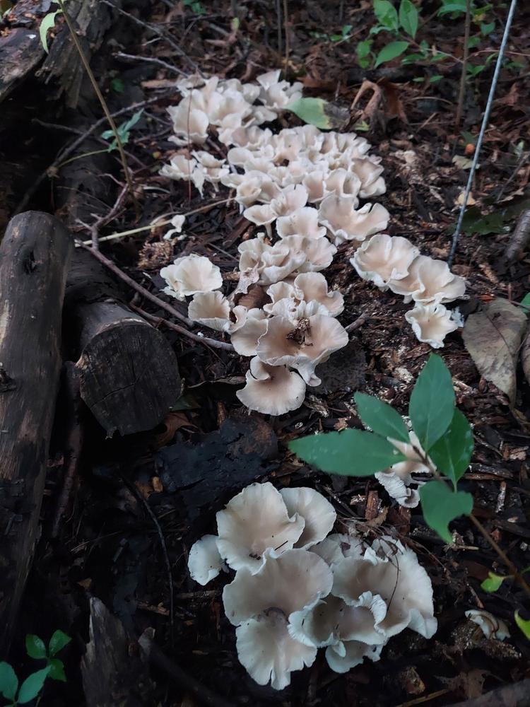 Organic Italian Oyster Mushroom Grain Spawn - Customer Photo From Laura Young