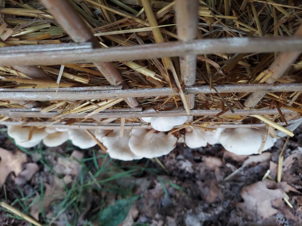 Organic Italian Oyster Mushroom Grain Spawn - Customer Photo From Laura Young