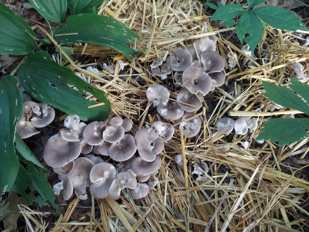 Organic Italian Oyster Mushroom Grain Spawn - Customer Photo From Laura Young