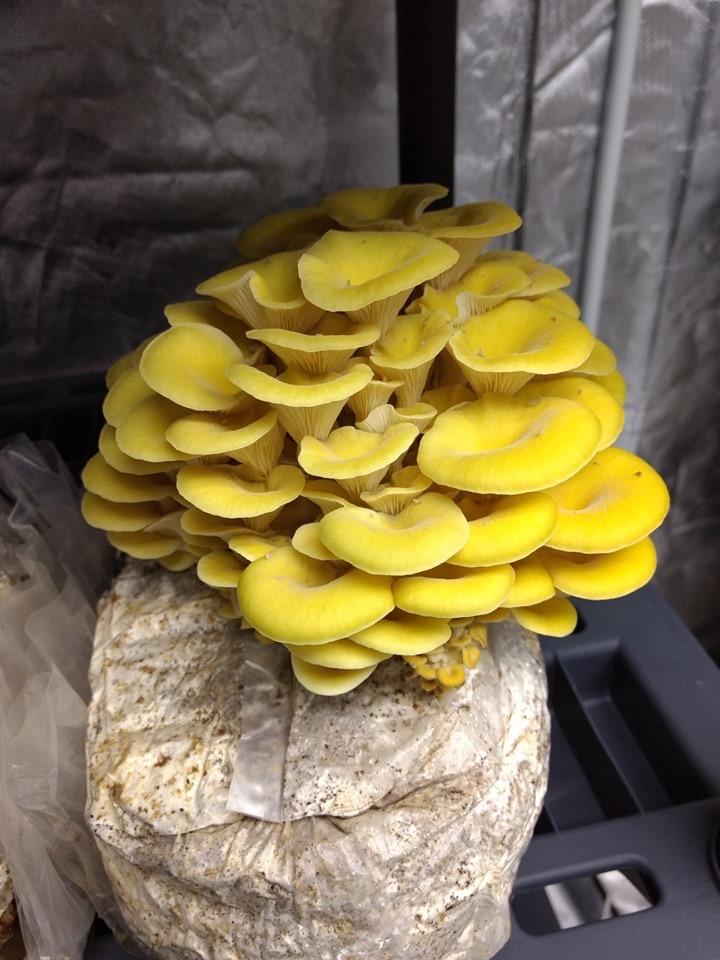 Organic Golden Oyster Mushroom Grain Spawn - Customer Photo From Shellisa
