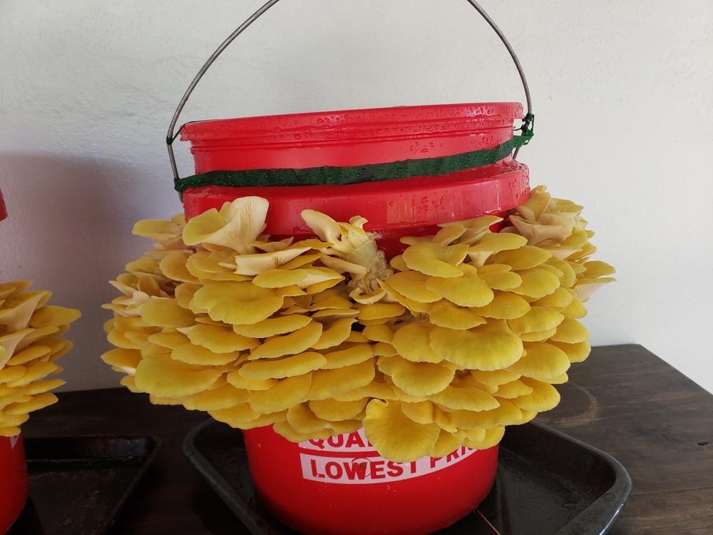 Organic Golden Oyster Mushroom Grain Spawn - Customer Photo From Loan vuong