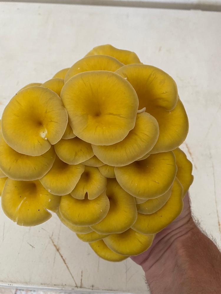 Organic Golden Oyster Mushroom Grain Spawn - Customer Photo From Timothy Hare
