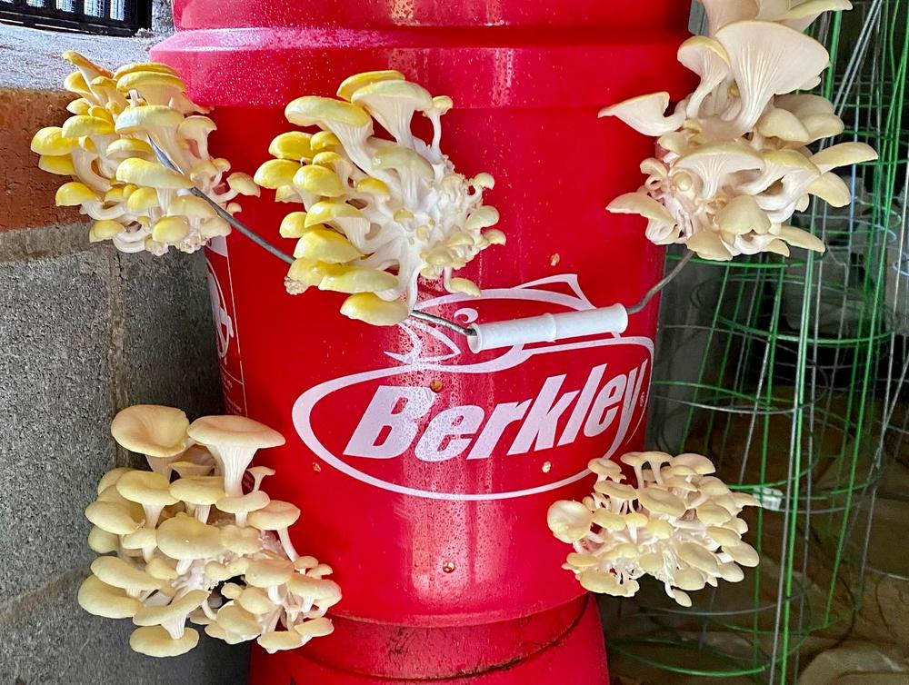 Organic Golden Oyster Mushroom Grain Spawn - Customer Photo From Svetlana P.