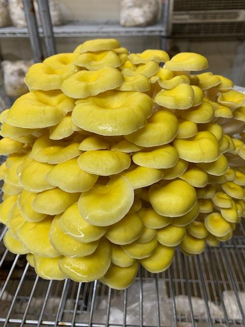 Organic Golden Oyster Mushroom Grain Spawn - Customer Photo From Shellisa
