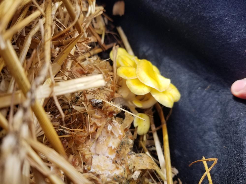 Organic Golden Oyster Mushroom Grain Spawn - Customer Photo From Kay Lawton 