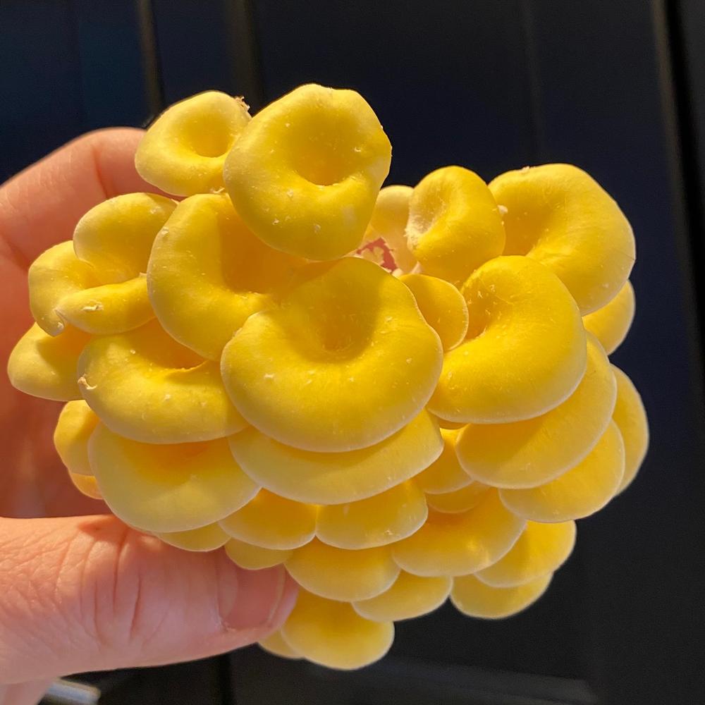 Organic Golden Oyster Mushroom Grain Spawn - Customer Photo From David Johnson
