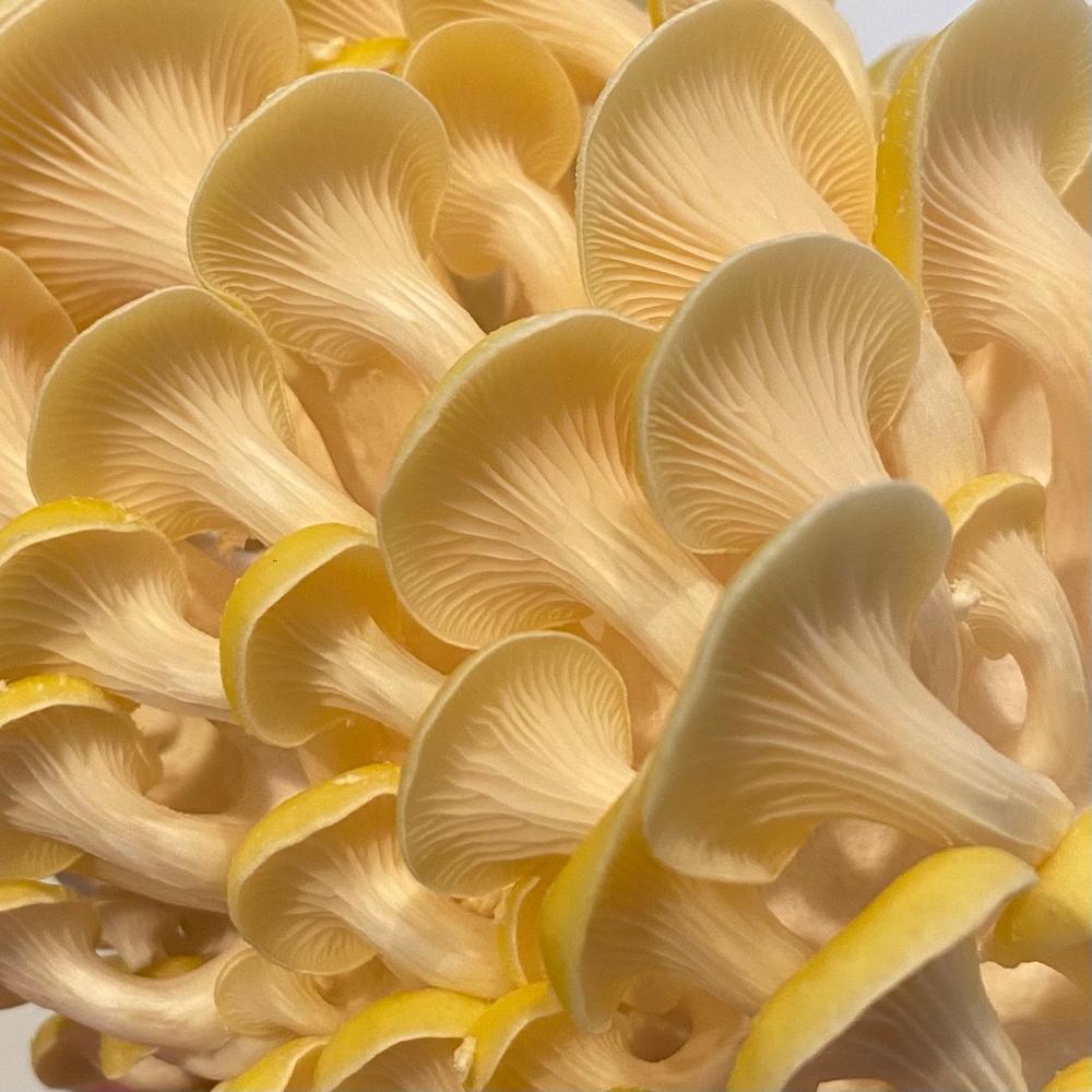 Organic Golden Oyster Mushroom Grain Spawn - Customer Photo From David Johnson