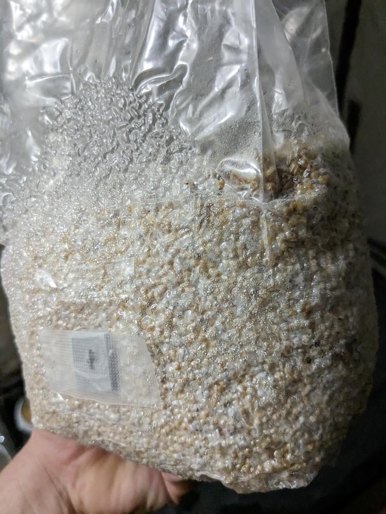 Organic Sterilized Grain Bag with Injection Port - Customer Photo From Andrew M.
