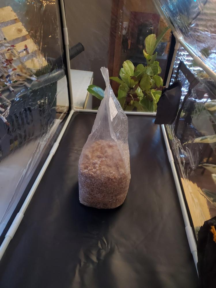 Organic Sterilized Grain Bag with Injection Port - Customer Photo From Stephanie Glavas