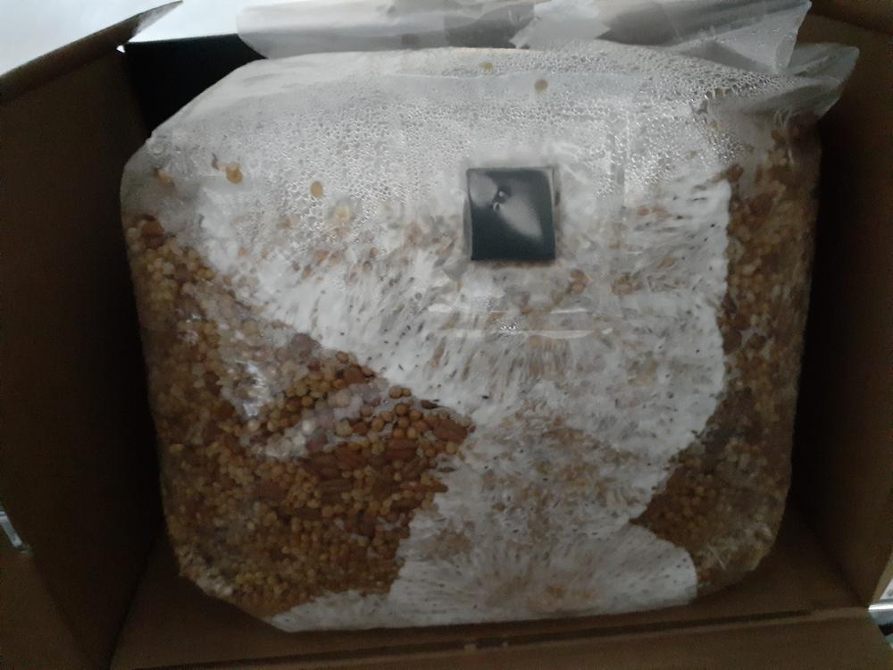 ‘Boomr Bag’ Manure-Based Sterile Mushroom Bulk Substrate - Customer Photo From Barbara 