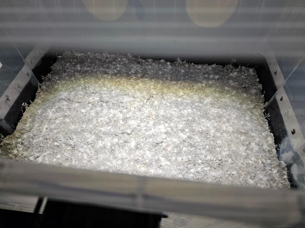 ‘Boomr Bag’ Manure-Based Sterile Mushroom Bulk Substrate - Customer Photo From Jason Wilks