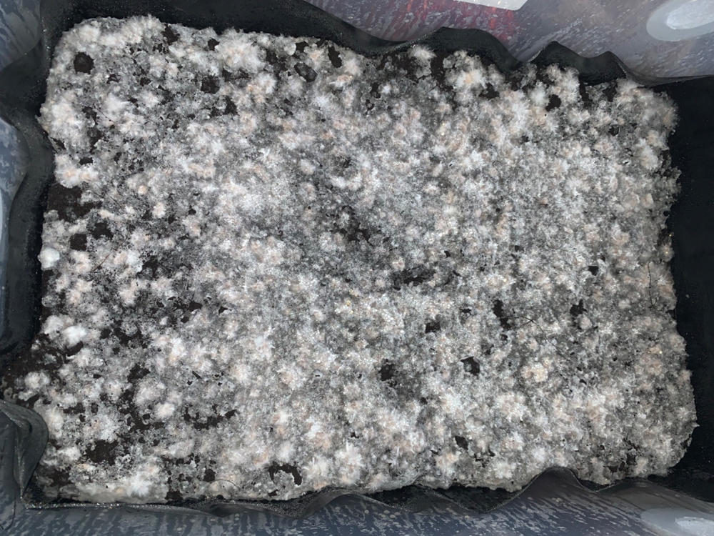 ‘Boomr Bag’ Manure Sterile Mushroom Bulk Substrate - Customer Photo From Lisa Benway