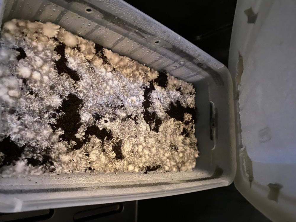 ‘Boomr Bag’ Manure Sterile Mushroom Bulk Substrate - Customer Photo From Nikkalous Padgett 