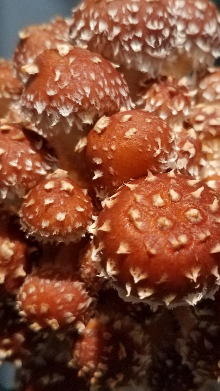 Organic Chestnut Mushroom Grain Spawn - Customer Photo From Karin Garten