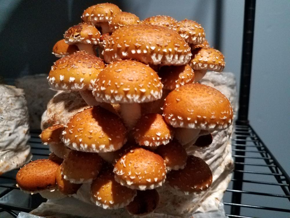 Organic Chestnut Mushroom Grain Spawn - Customer Photo From K. G.
