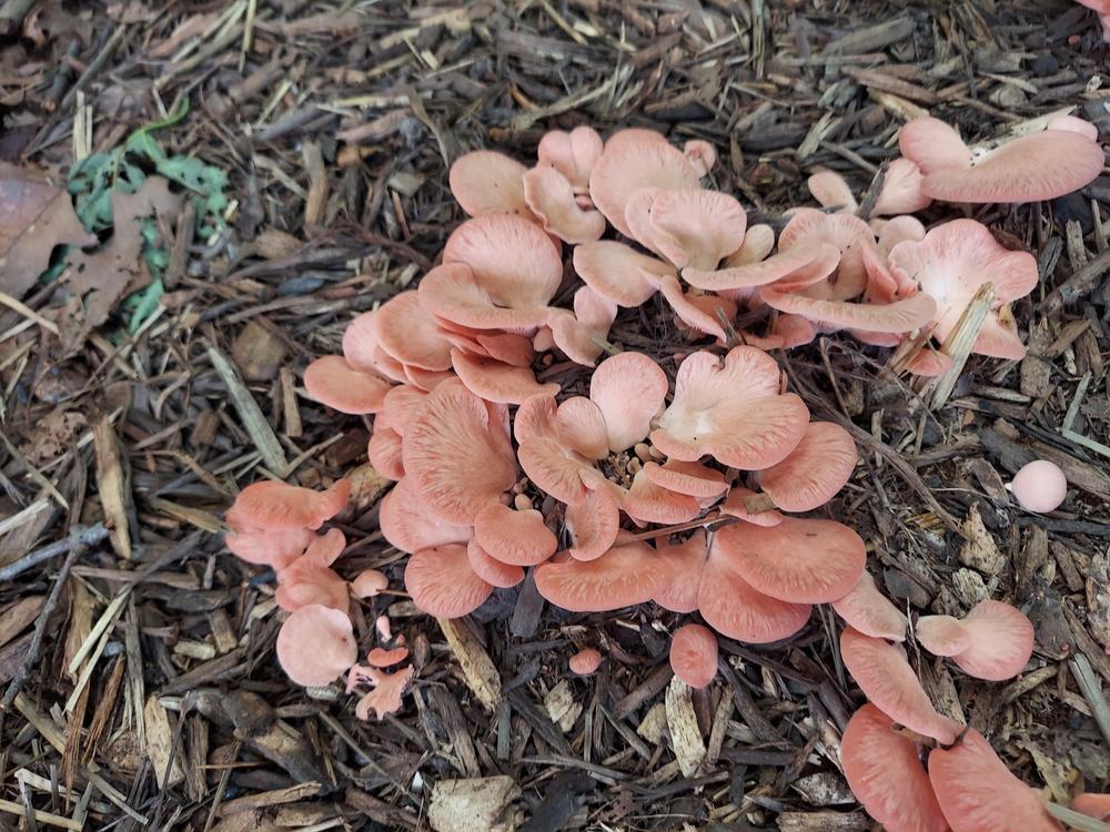 Organic Pink Oyster Mushroom Grain Spawn - Customer Photo From Laura Young