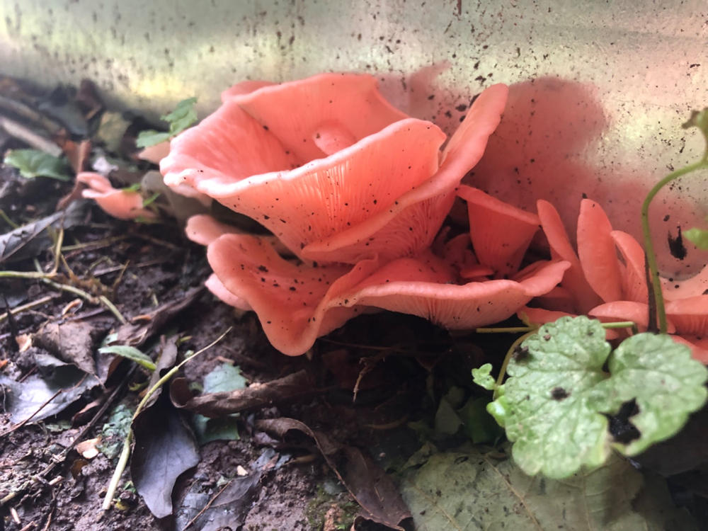 Organic Pink Oyster Mushroom Grain Spawn - Customer Photo From Ryan Helm