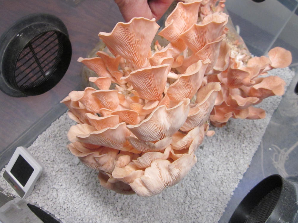Organic Pink Oyster Mushroom Grain Spawn - Customer Photo From Jack Shreves