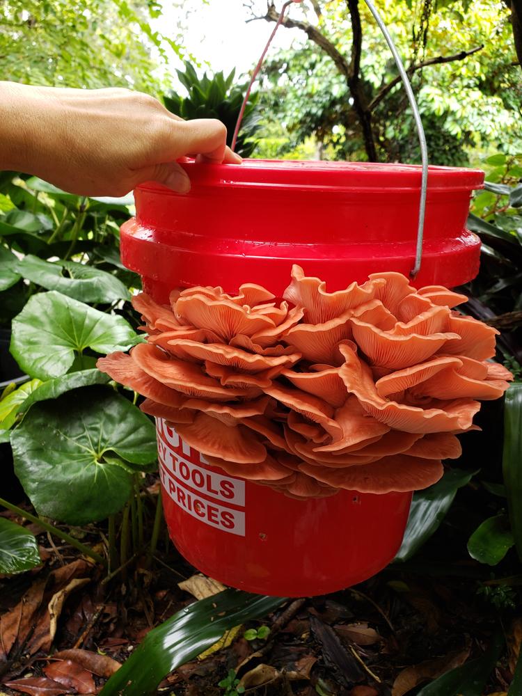 Organic Pink Oyster Mushroom Grain Spawn - Customer Photo From Loan vuong