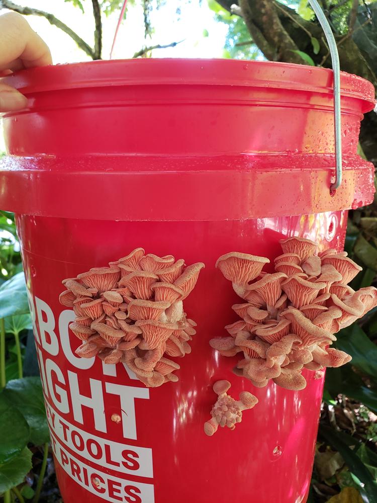 Organic Pink Oyster Mushroom Grain Spawn - Customer Photo From Loan vuong