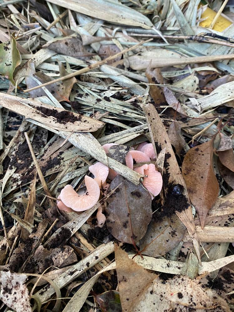 Organic Pink Oyster Mushroom Grain Spawn - Customer Photo From Nicki T