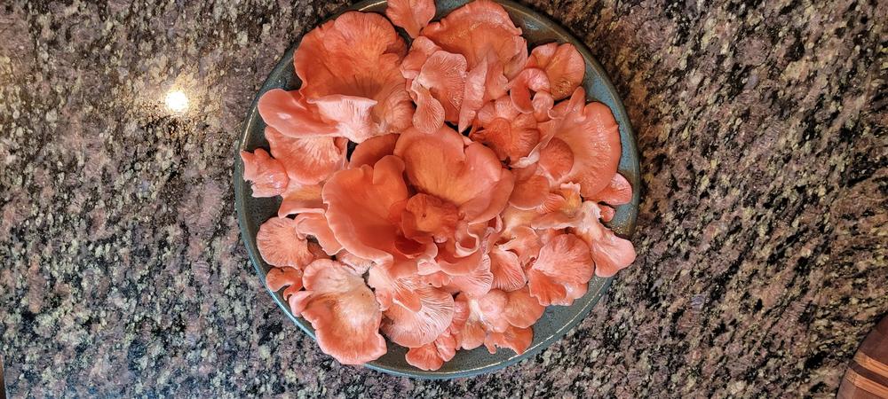 Organic Pink Oyster Mushroom Grain Spawn - Customer Photo From Laura Young