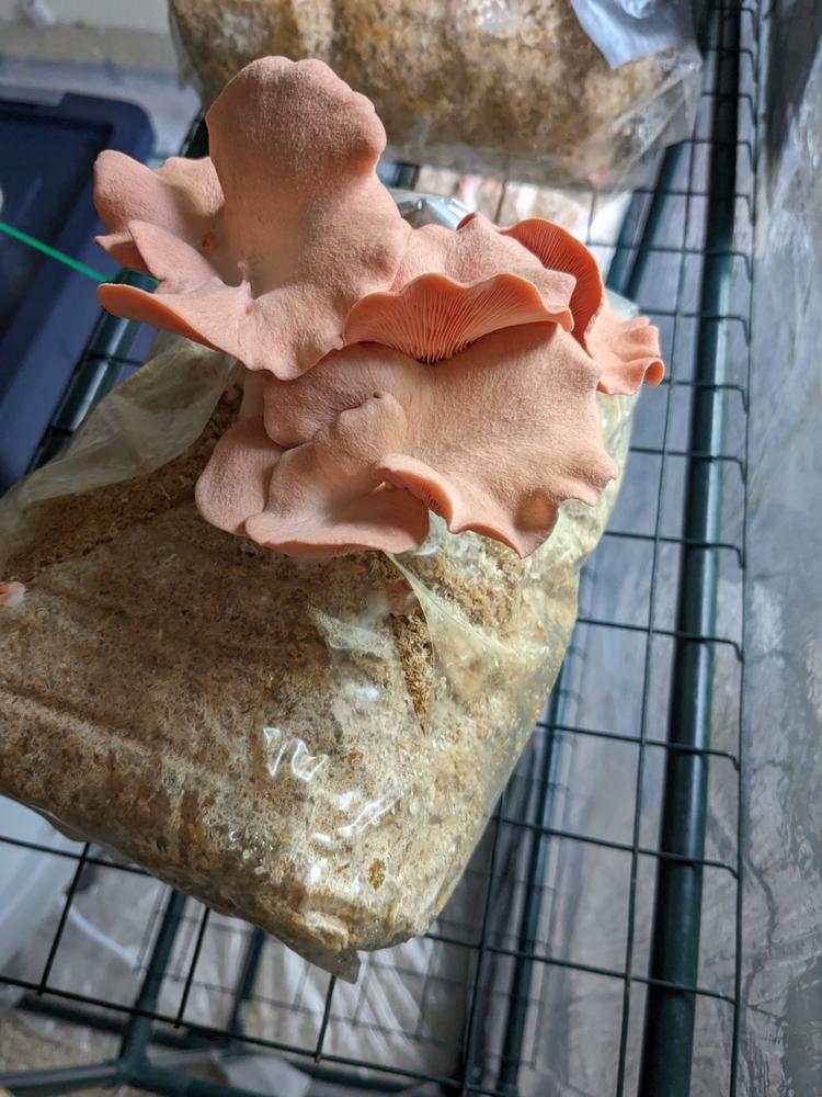 Organic Pink Oyster Mushroom Grain Spawn - Customer Photo From dana sausa