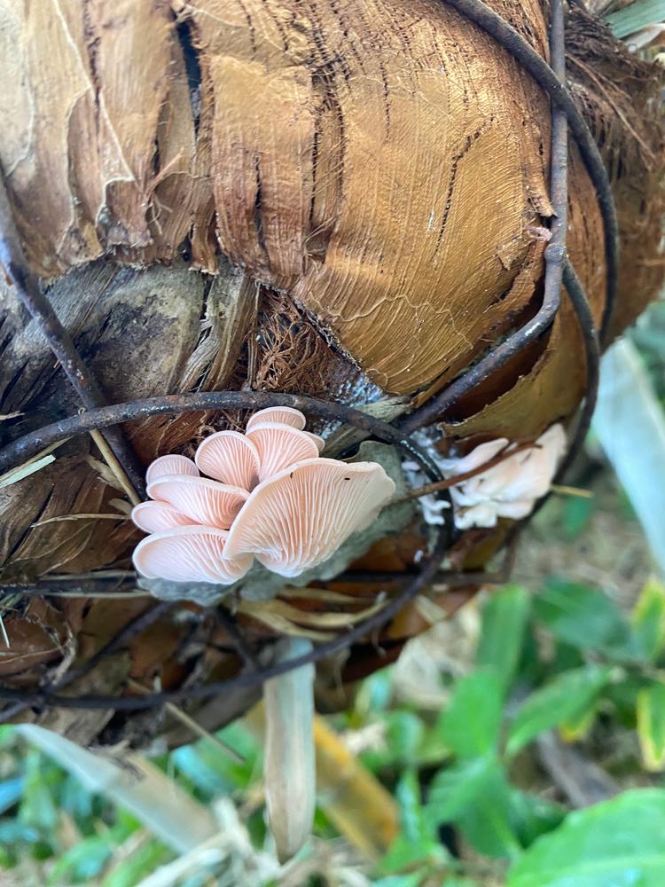 Organic Pink Oyster Mushroom Grain Spawn - Customer Photo From Nicki T