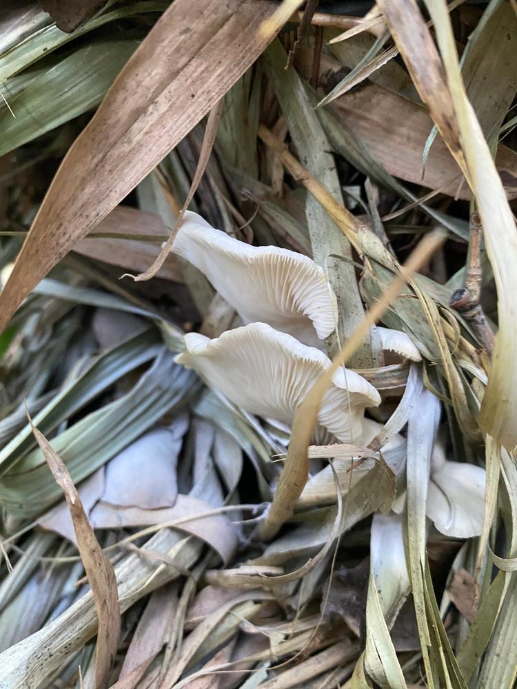 Organic Pink Oyster Mushroom Grain Spawn - Customer Photo From Nicki T