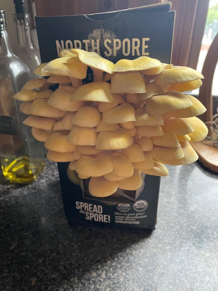 Organic Golden Oyster ‘Spray & Grow’ Mushroom Growing Kit - Customer Photo From Claire Ridge