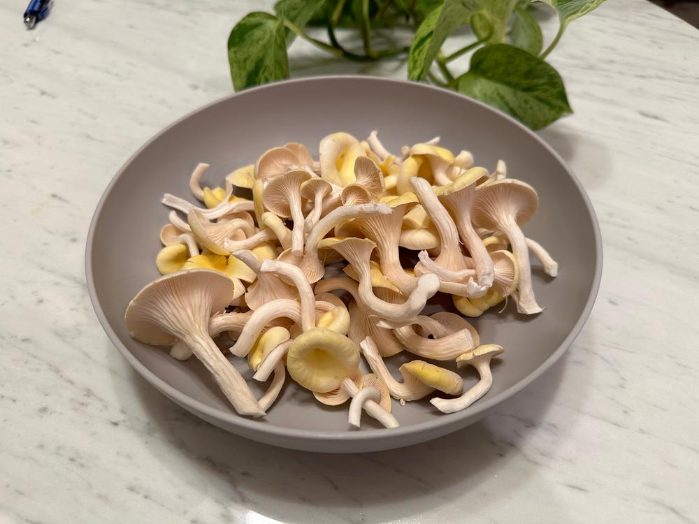Organic Golden Oyster ‘Spray & Grow’ Mushroom Growing Kit - Customer Photo From Kristi