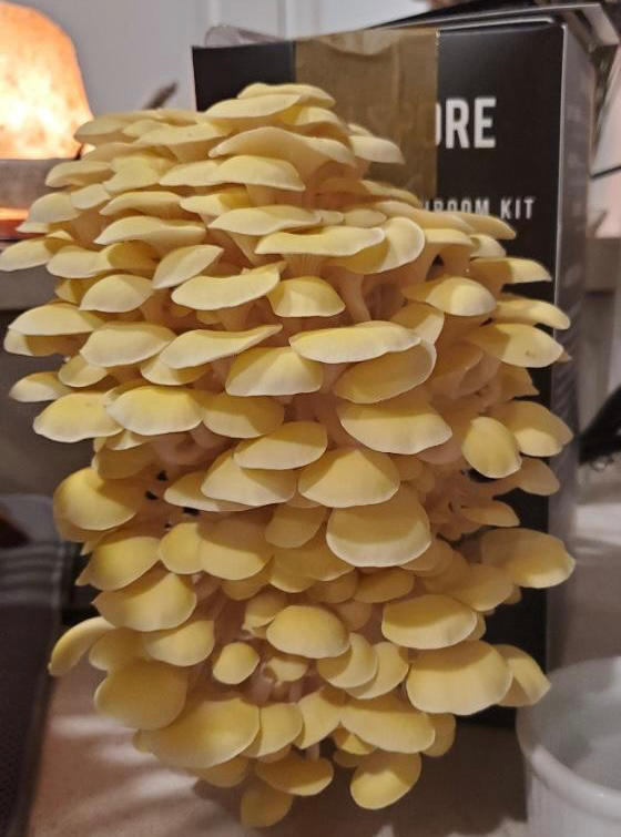 Organic Golden Oyster ‘Spray & Grow’ Mushroom Growing Kit - Customer Photo From Linda` Burdick