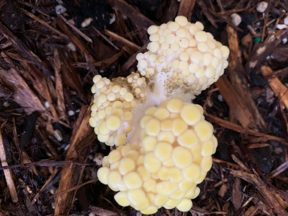 Organic Golden Oyster ‘Spray & Grow’ Mushroom Growing Kit - Customer Photo From Virginia M Mead