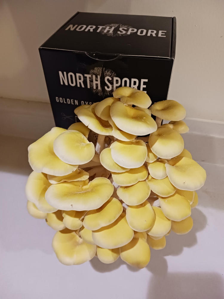 Organic Golden Oyster ‘Spray & Grow’ Mushroom Growing Kit - Customer Photo From Michael McGraw