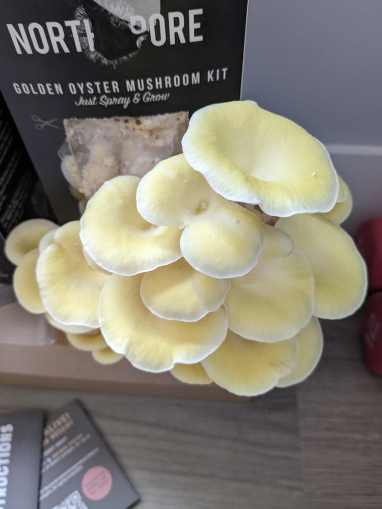 Organic Golden Oyster ‘Spray & Grow’ Mushroom Growing Kit - Customer Photo From Jessica Schnell