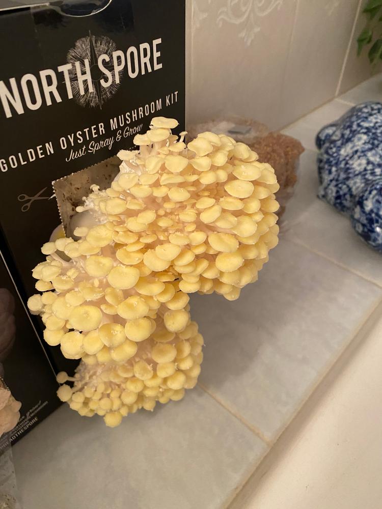 Organic Golden Oyster ‘Spray & Grow’ Mushroom Growing Kit - Customer Photo From Mike P
