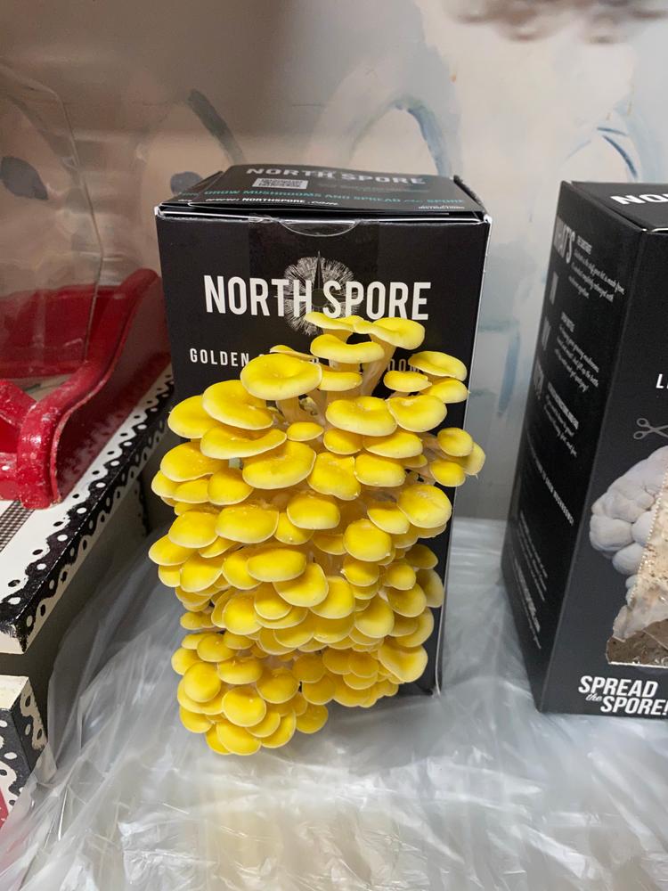 Organic Golden Oyster ‘Spray & Grow’ Mushroom Growing Kit - Customer Photo From Kat Bullock