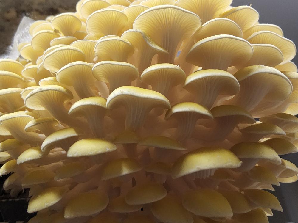 Organic Golden Oyster ‘Spray & Grow’ Mushroom Growing Kit - Customer Photo From Tim