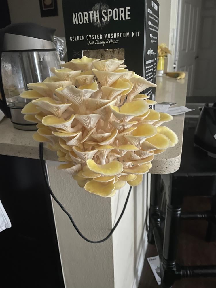 Organic Golden Oyster ‘Spray & Grow’ Mushroom Growing Kit - Customer Photo From Tuck