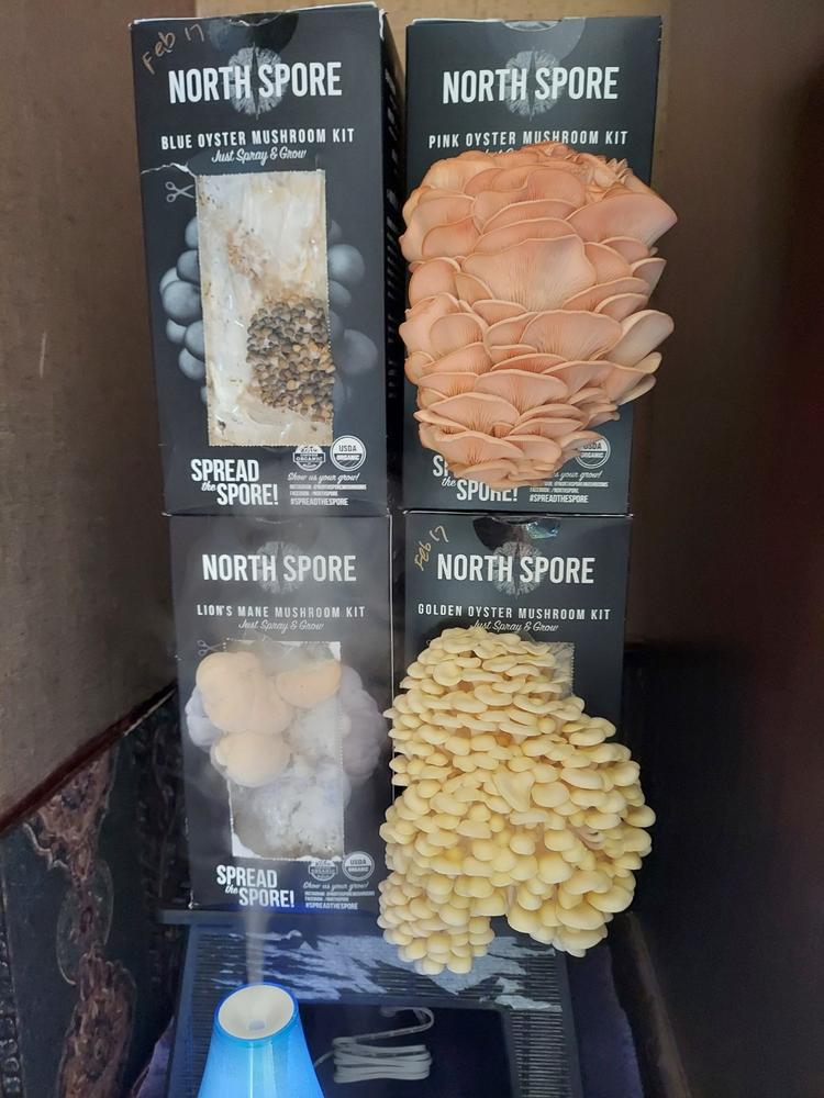 Organic Golden Oyster ‘Spray & Grow’ Mushroom Growing Kit - Customer Photo From Laura Young