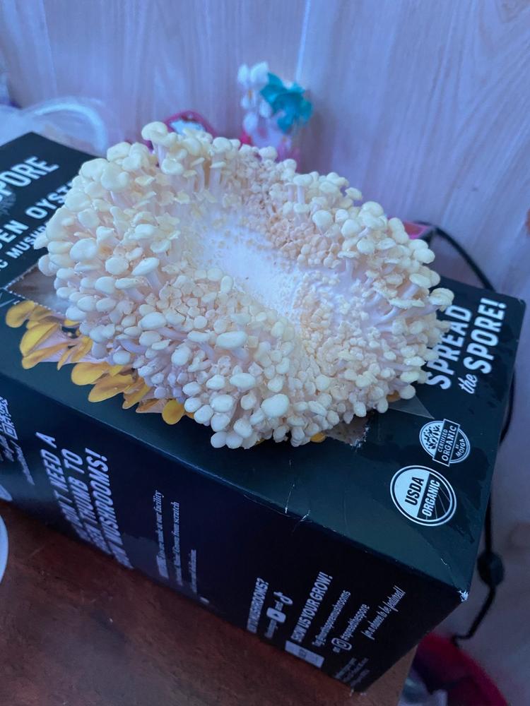 Organic Golden Oyster ‘Spray & Grow’ Mushroom Growing Kit - Customer Photo From Elizabeth Thurlow