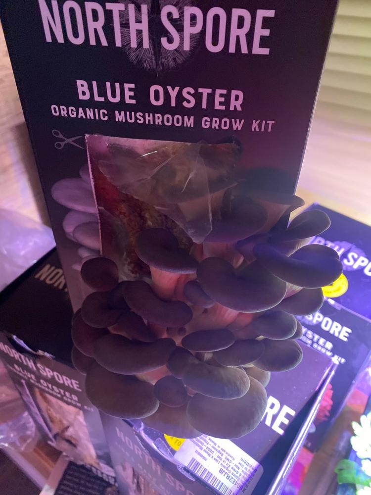 Organic Golden Oyster ‘Spray & Grow’ Mushroom Growing Kit - Customer Photo From Judy Bamford