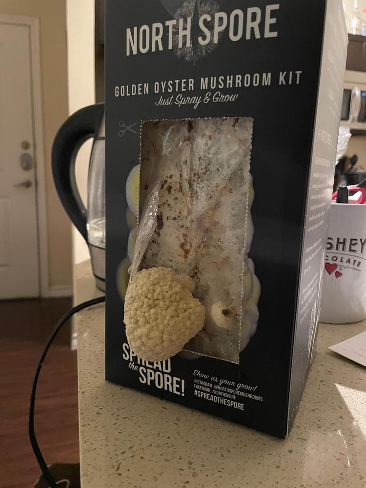 Organic Golden Oyster ‘Spray & Grow’ Mushroom Growing Kit - Customer Photo From Tuck